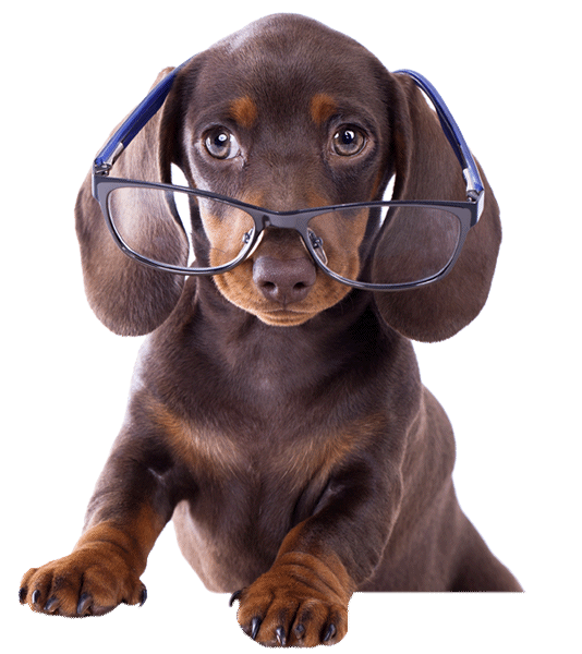 Hi I'm Carly mobile dog groomer 🐶... - K9 Mobile DOG Grooming | Facebook